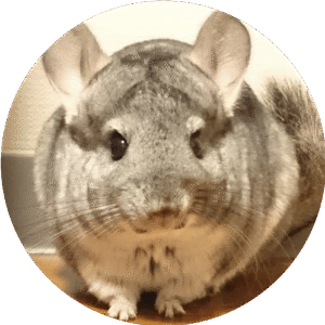 安達 伶音奈 プロフィール写真